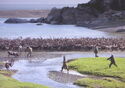 Chukotka. Reindeer herders