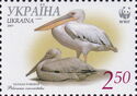 Great White Pelican (Pelecanus onocrotalus)