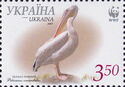 Great White Pelican (Pelecanus onocrotalus)
