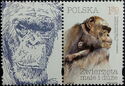 Chimpanzee (Pan troglodytes) - Label 1 Left