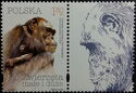 Chimpanzee (Pan troglodytes) - Label 3 Right