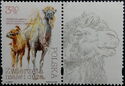 Bactrian Camel (Camelus bactrianus) - Label 2 Right