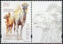 Bactrian Camel (Camelus bactrianus) - Label 3 Right