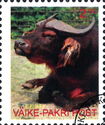 Musk Ox