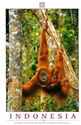 North Sumatra. Orangutans