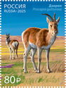 Mongolian Gazelle (Procapra gutturosa)