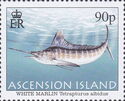White Marlin (Tetrapturus albidus)