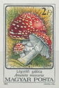 Fly Agaric (Amanita muscaria)