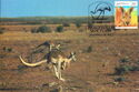 Red Kangaroo (Macropus Rufus)