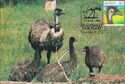 Emu (Dromaius Novae Hollandiae)
