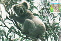 Koala ((Phascolarctos Cinereus))