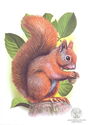 Red squirrel