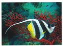 Longfin Bannerfish (Heniochus acuminatus)