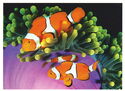 Eastern Clownfish (Amphiprion percula)