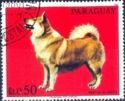 Giant Spitz (Canis lupus familiaris)