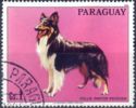 Collie (Canis lupus familiaris)