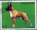 German Boxer (Canis lupus familiaris)