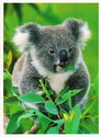 Koala ((Phascolarctos cinereus))