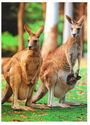 Red Kangaroos (Macropus rufus))