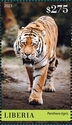 Tigers (Panthera tigris)