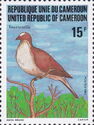 Red-eyed Dove (Streptopelia semitorquata )