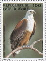 African Fish-Eagle (Haliaeetus vocifer)