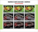Amphibian & Reptile Conservation - Amphibians - Ovpt