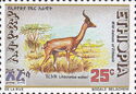 Gerenuk (Litocranius walleri)