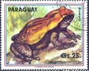 Blomberg's Toad (Rhaebo blombergi)