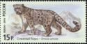 Snow Leopard (Uncia uncia)