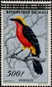 Yellow-crowned Gonolek (Laniarius barbarus) overprint