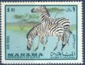 Plains Zebra (Equus quagga)