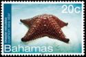Red Cushion Sea Star (Oreaster reticulatus)