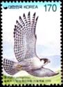 Peregrine Falcon (Falco peregrinus)