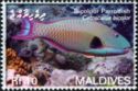Bicolour Parrotfish (Cetoscarus bicolor)