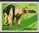 Southern Tamandua (Tamandua tetradactyla)