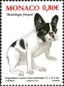 French Bulldog (Canis lupus familiaris)