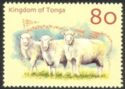 Domestic Sheep (Ovis aries)