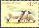 Domestic Sheep (Ovis aries)