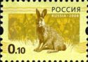 European Hare (Lepus europaeus)