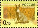 European Hare (Lepus europaeus)
