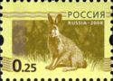 European Hare (Lepus europaeus)