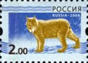 Eurasian Lynx (Lynx lynx)