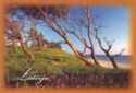 Latvija. Pine-trees