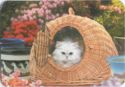 White Cat peeking out of the Basket