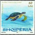 Loggerhead (Caretta caretta)