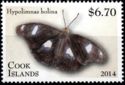 Great Eggfly (Hypolimnas bolina)