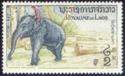 Asian Elephant (Elephas maximus)