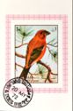 Red Crossbill (Loxia curvirostra)