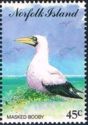 Masked Booby (Sula dactylatra)
